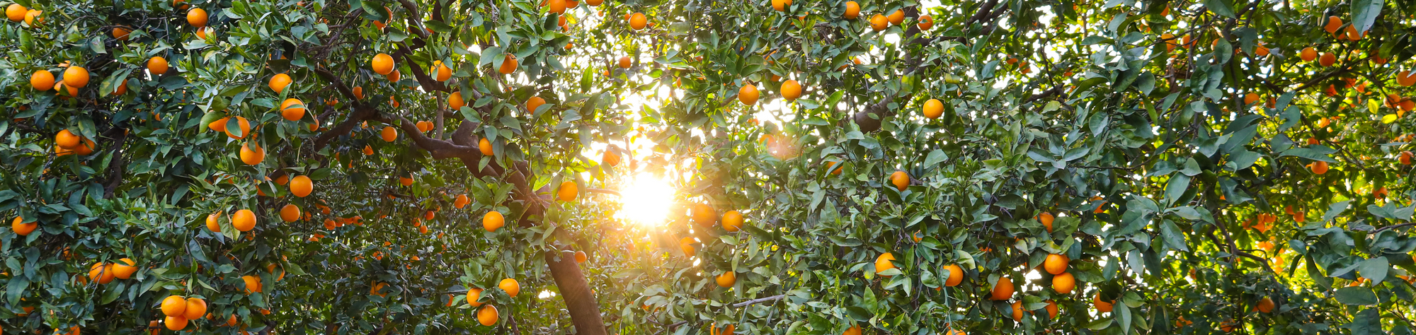 Oranges