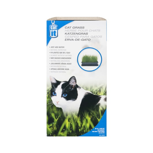 Herbe à chat 85 g à faire pousser