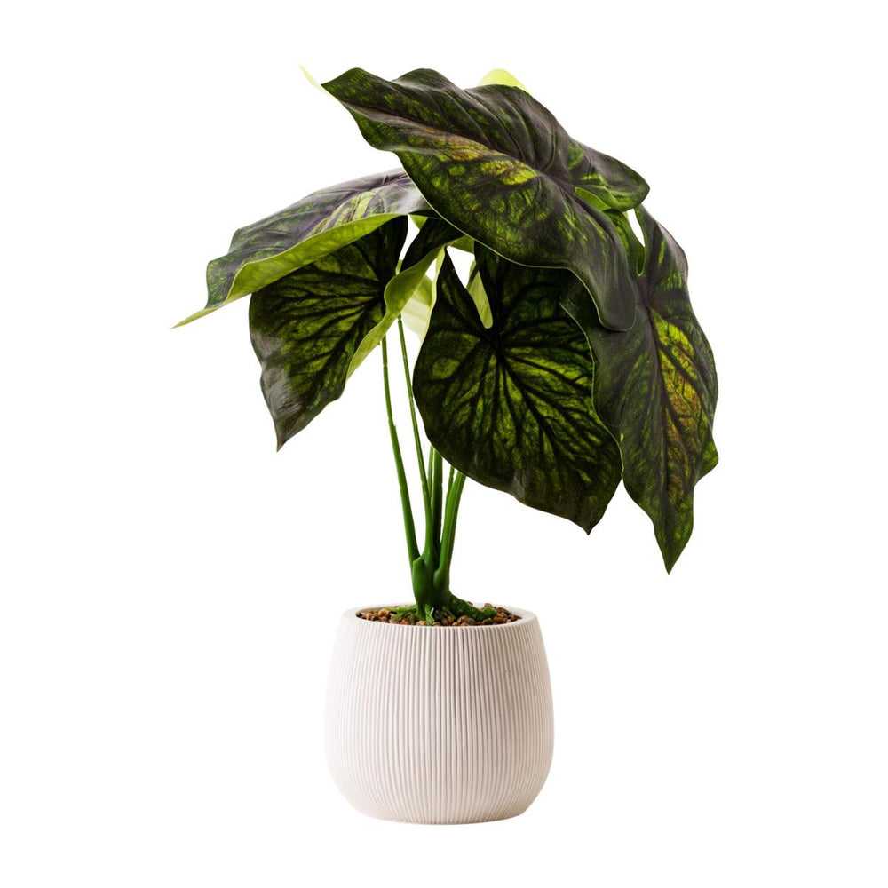 Plante décorative alocasia 18,5 po