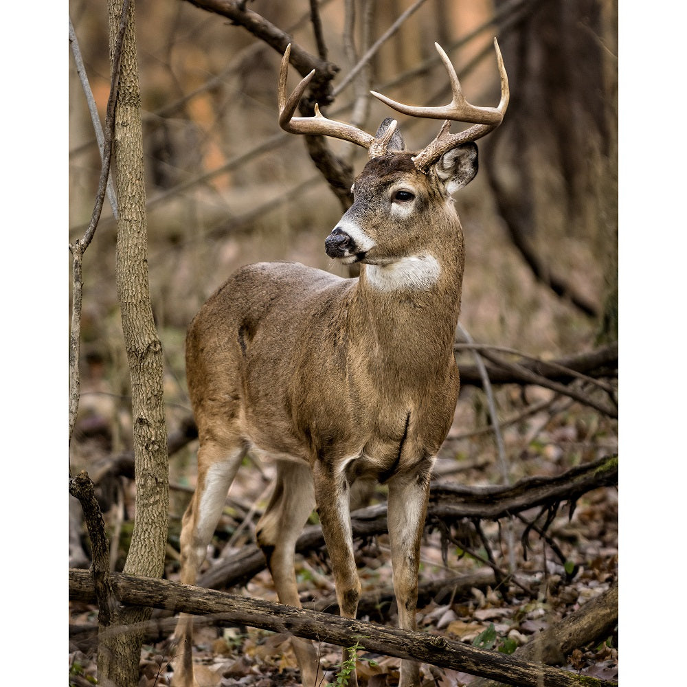 Jeté 48 po x 60 po micro-vision cerf