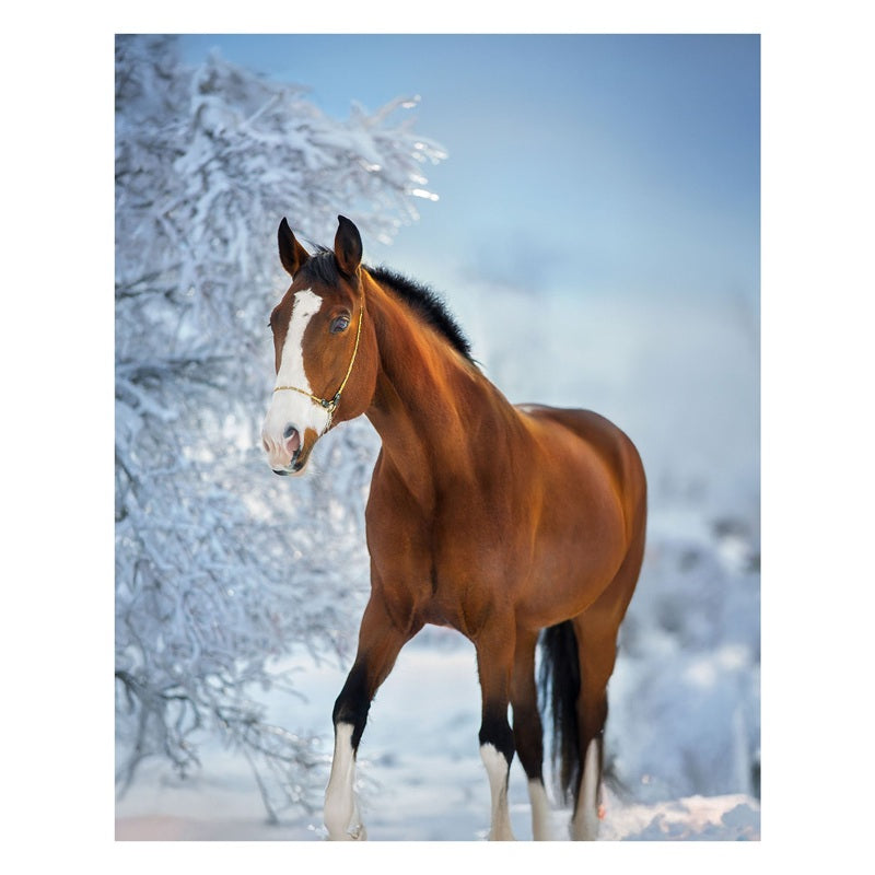 Jeté 48 po x 60 po en microvison imprimé cheval
