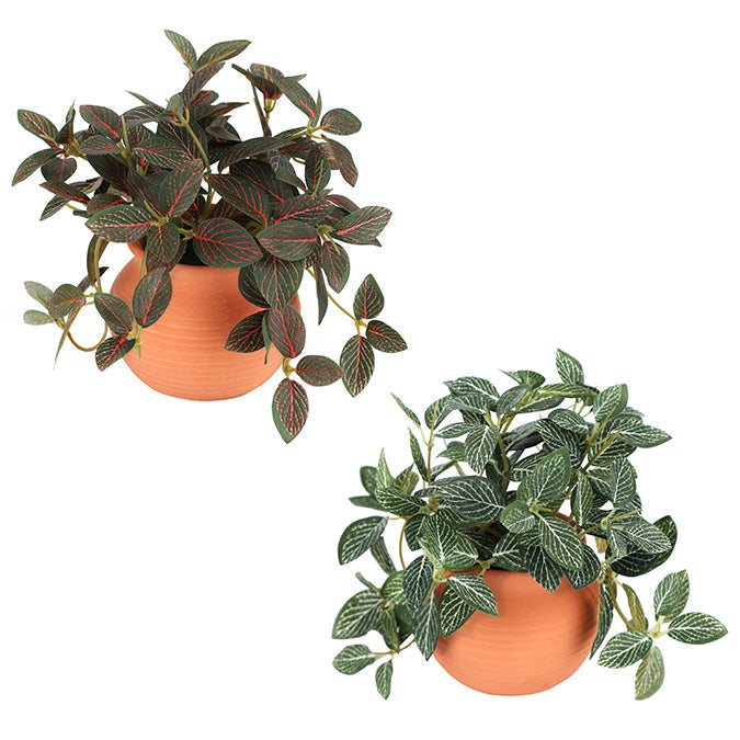 Plante fittonia artificielle 6,6 po dans pot orange