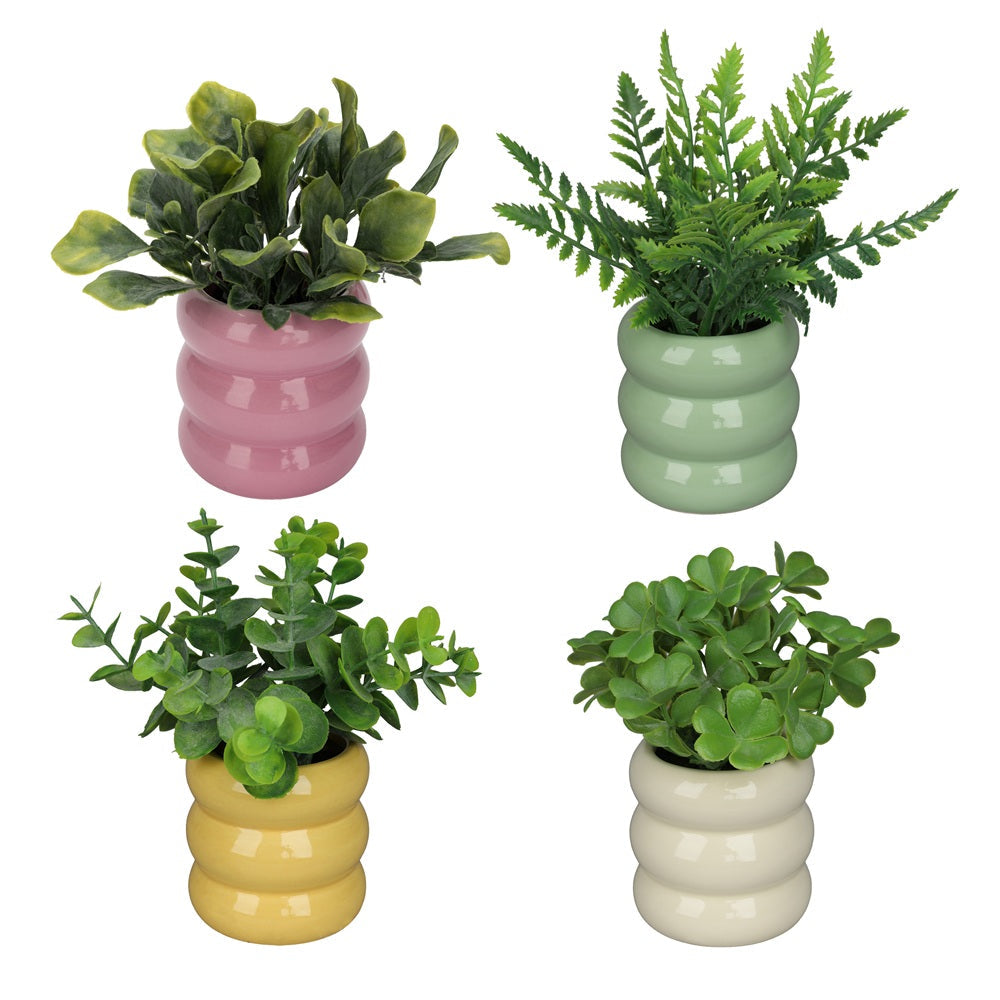 Verdure 6 po - 7 po dans pot en céramique coloré
