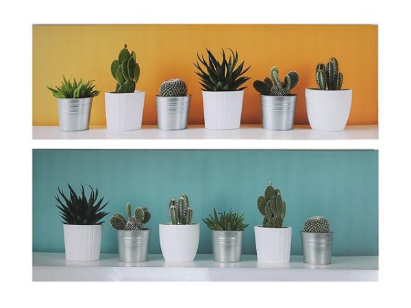 Tableau 36 po x 12 po succulentes en pot