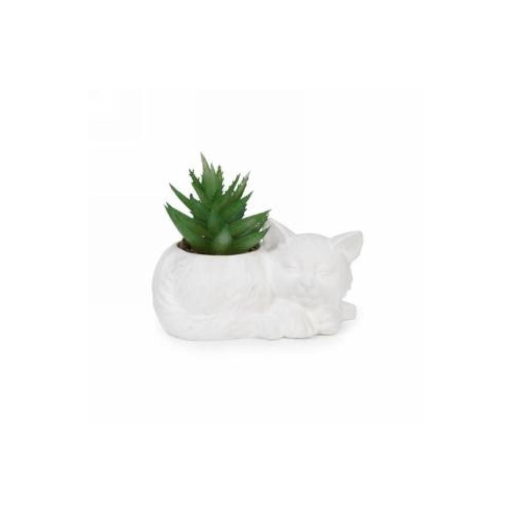 Succulente en pot chat blanc