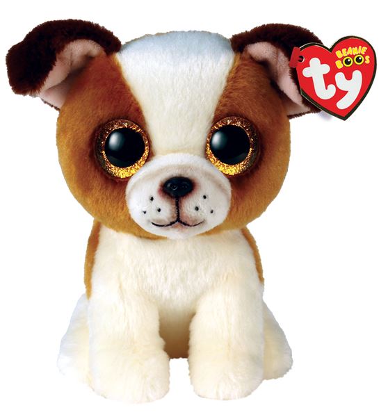 Hugo le chien brun et blanc régulier