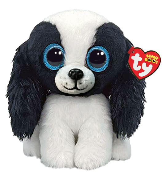 Sissy le chien noir et blanc régulier