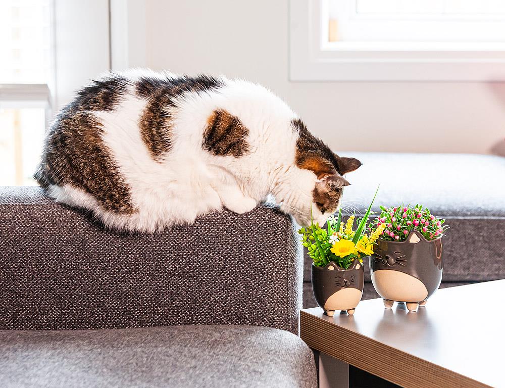Pot à plante 5 po chat gris et beige