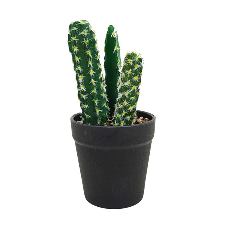 Cactus décoratif