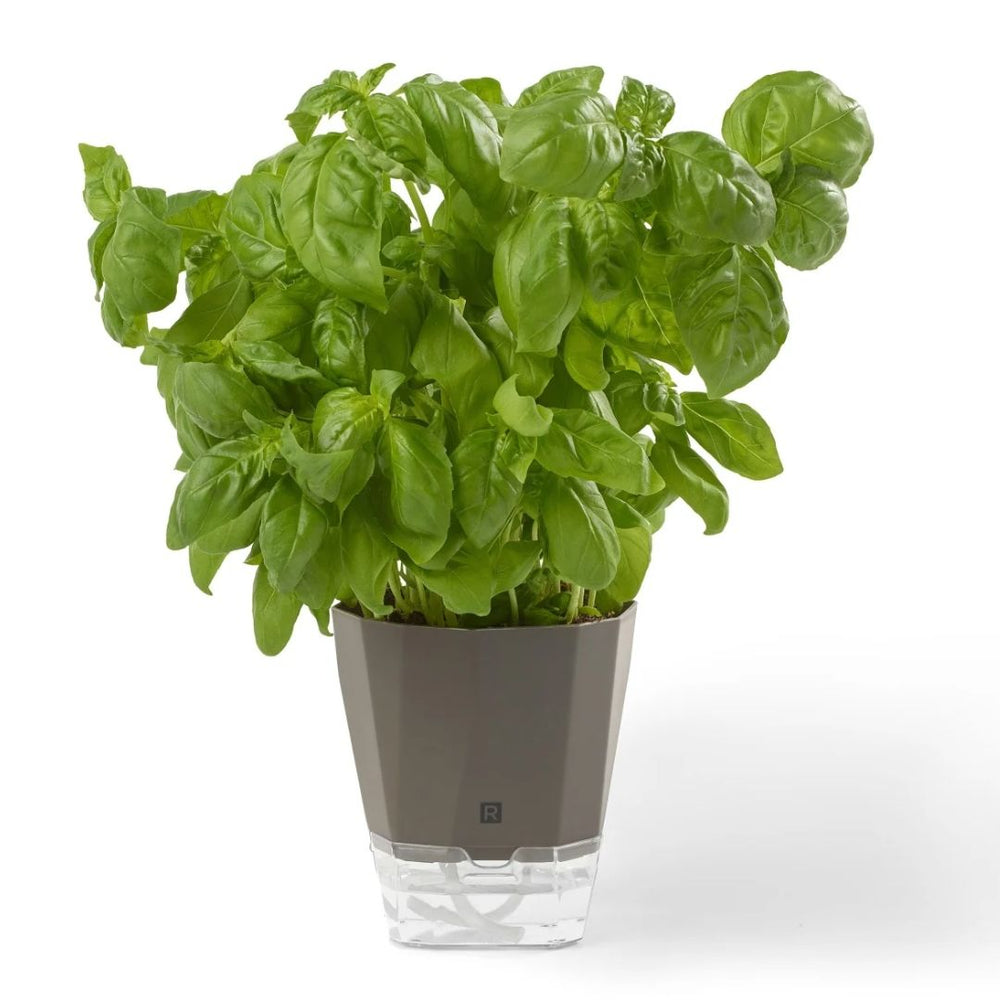 Pot à fines herbes à auto-arrosage Ricardo