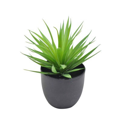 Plante décorative 9 cm dans un pot