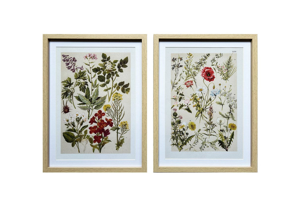 Tableau 12 po x 15,5 po herbier de fleurs des champs
