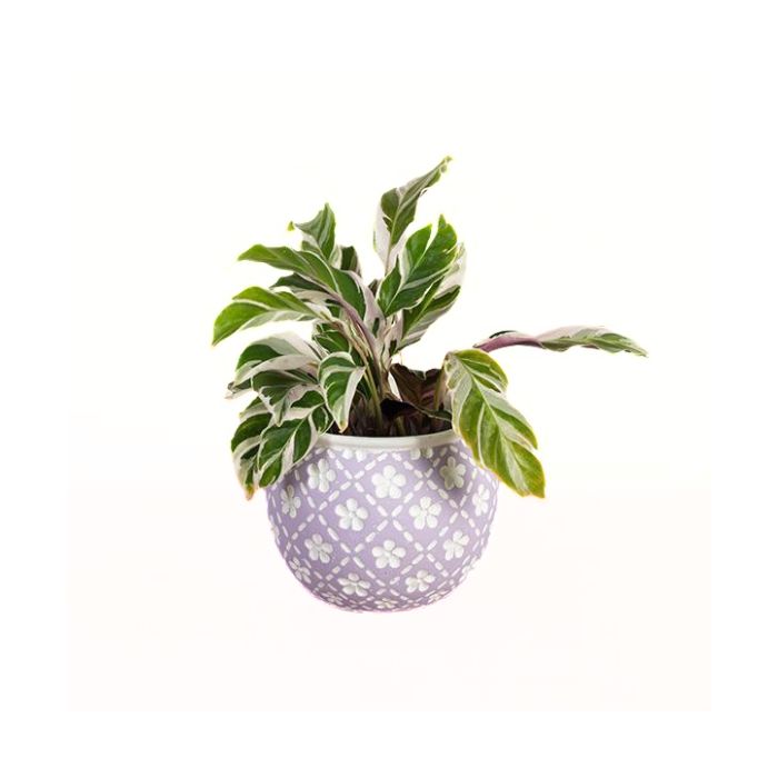 Pot en ciment 5,75 po lilas avec motif de fleurs blanches